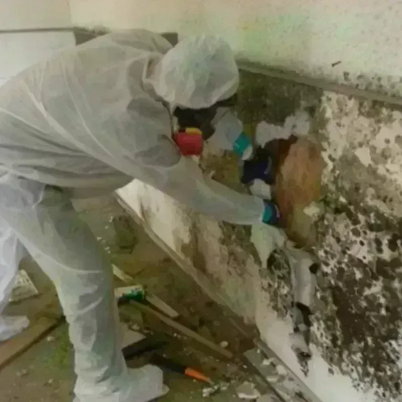 Mold Remediation and Removal in Emory, TX